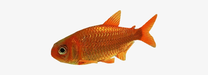 Goldfish Dutch Designs - Wiki, transparent png
