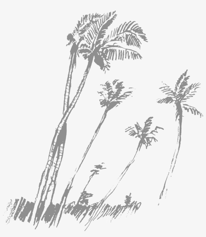 Palm Trees - Vector Graphics, transparent png