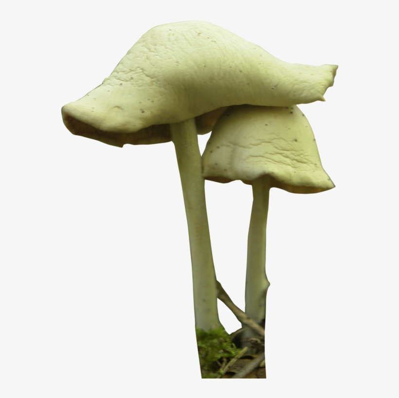 Free Icons Png - Mushroom Png, transparent png