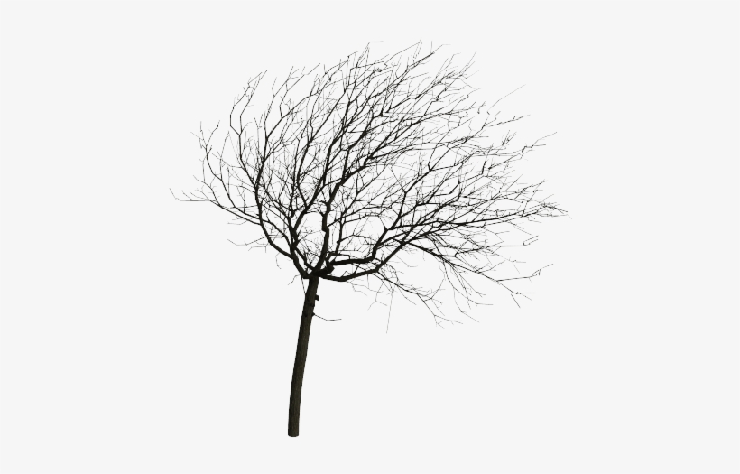 Oak, transparent png