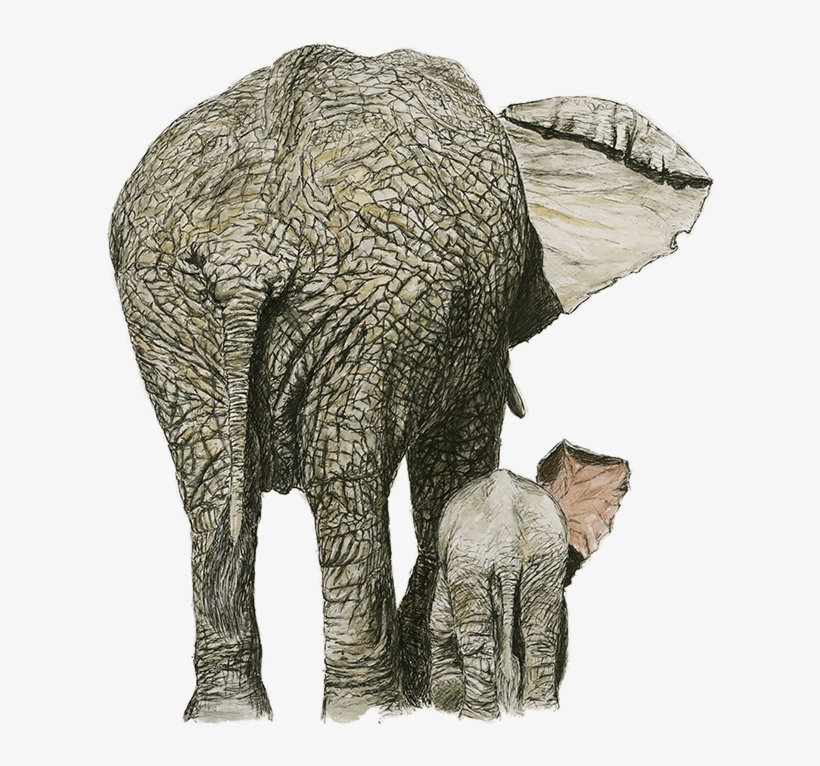 Elephant -, transparent png