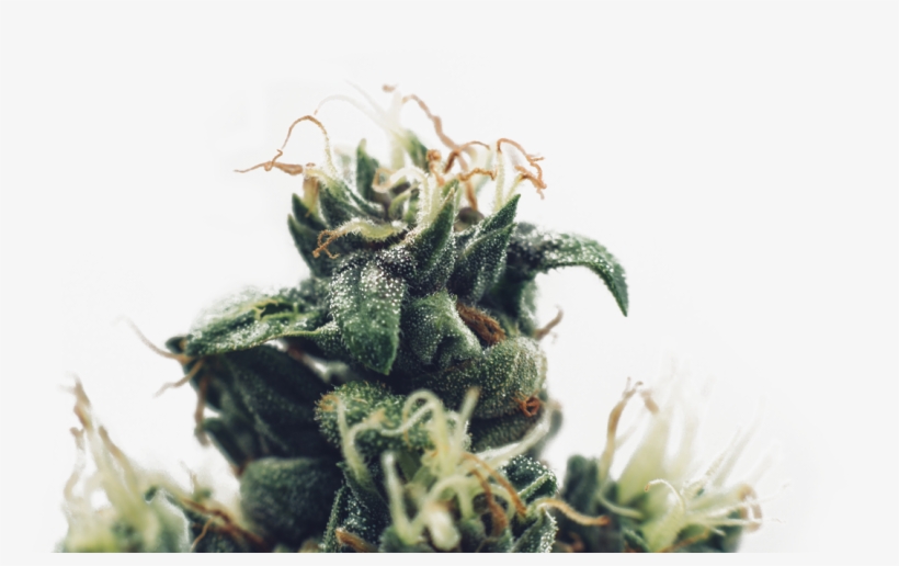Weed Leaf Png - Cannabis, transparent png