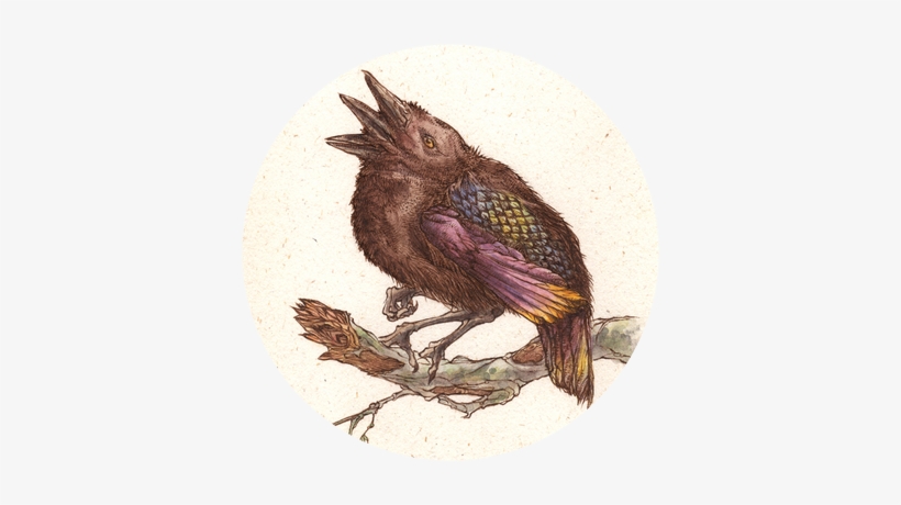 Lisa Grabenstetter - European Starling, transparent png