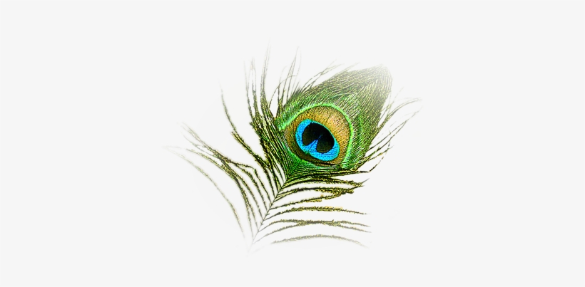 Hd Peacock Image - Peacock Feather Logo Png, transparent png