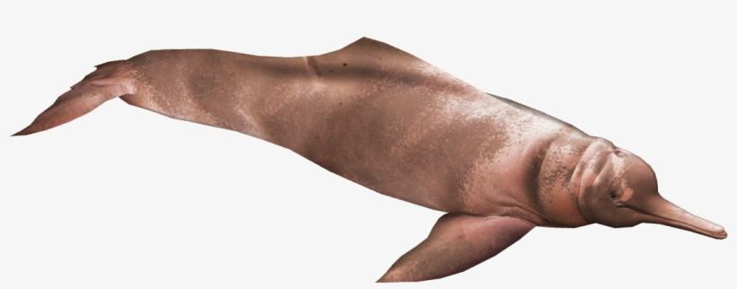 Araguaian River Dolphin 2 - Araguaian River Dolphin, transparent png
