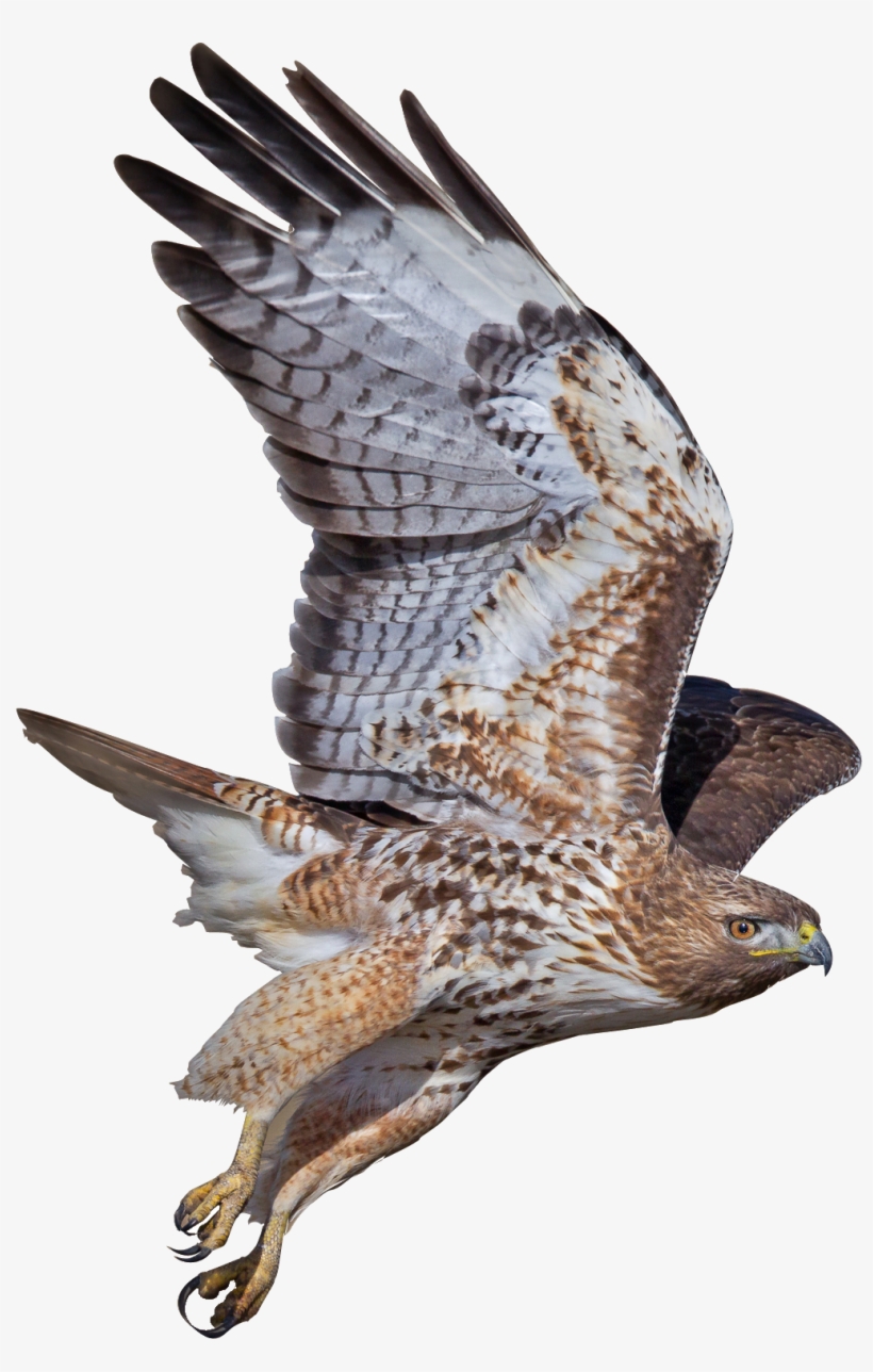 Png Coopers Hawk Picture Black And White, transparent png