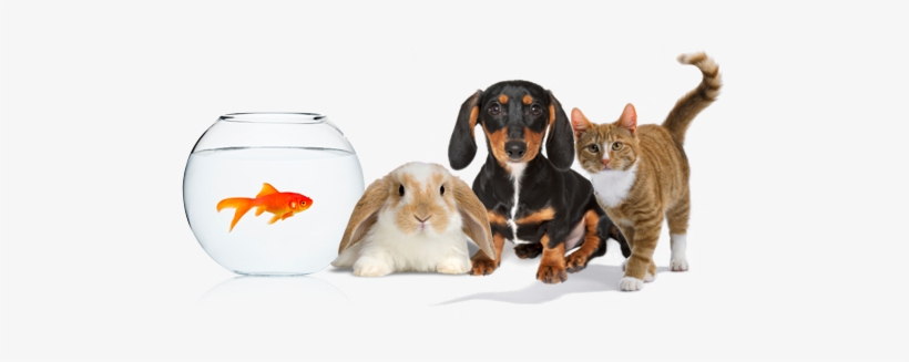 Golddachscatbun - Pets Png, transparent png