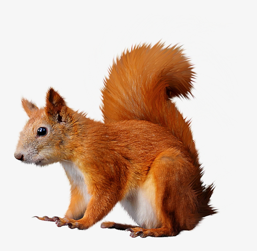 Ardilla Fondo Transparente, transparent png
