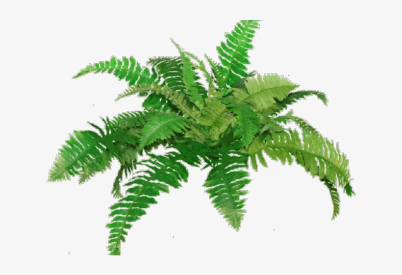 Free On Dumielauxepices Net Transparent Background - Fern Clip Art, transparent png