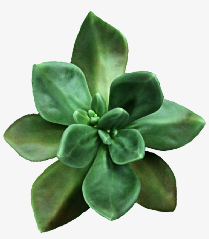 Clipart Black And White Library Moss Green By Jeanicebartzen - Transparent Background Succulent Clip Art, transparent png