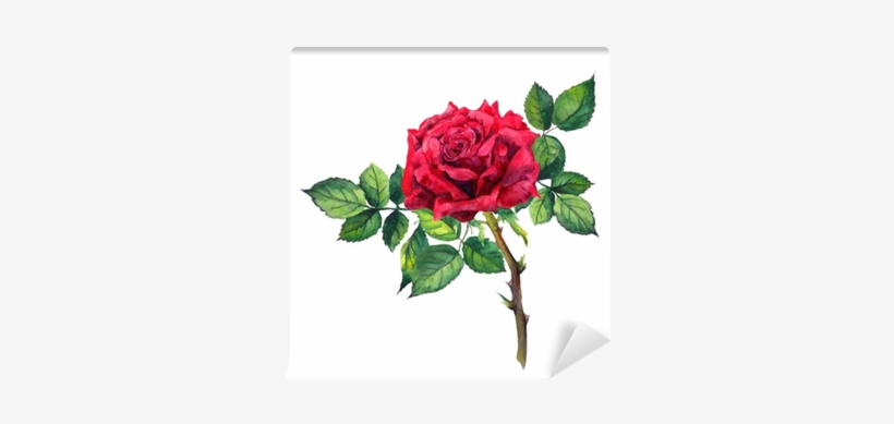 Red Rose Flower - Plant Stem, transparent png