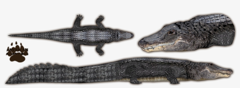 American Alligator - Zoo Tycoon 2 Alligator, transparent png