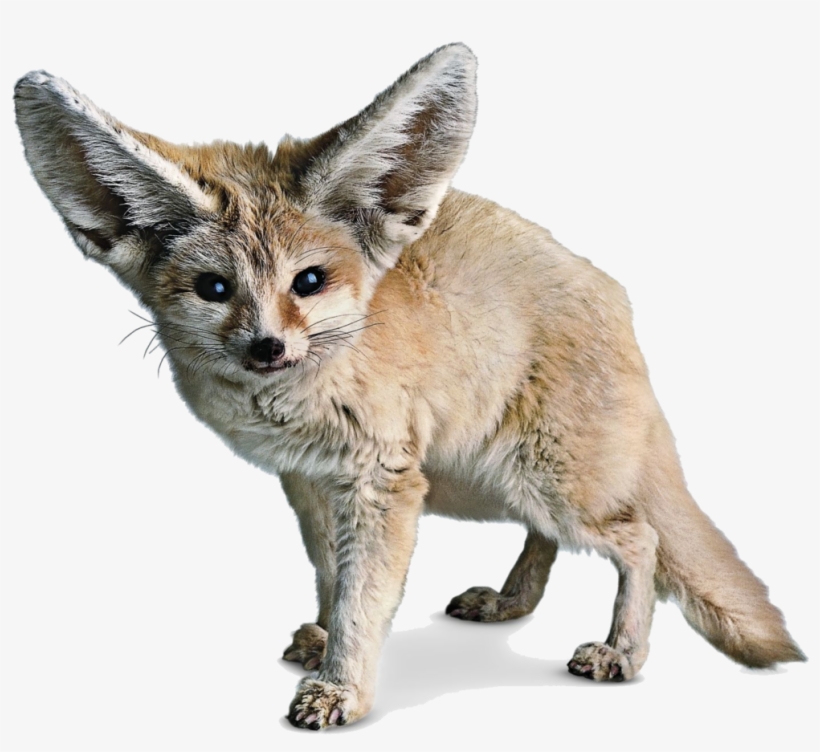 Fennec Fox Png Photos - Fennec Png, transparent png