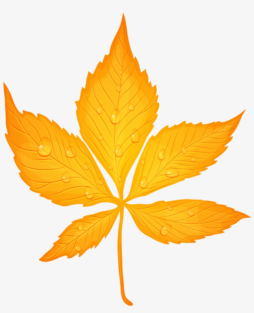 Yellow Autumn Leaf With Dew Drops Transparent Png Clip - Transparent Autumn Leaf Leaf Png, transparent png