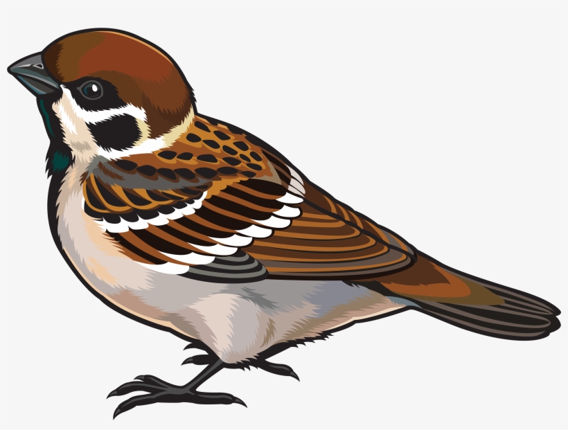 Sparrow Png Images Free Download Download - Clipart Image Of Sparrow, transparent png