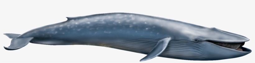 Whale Png - Shastasaurus Vs Blue Whale, transparent png