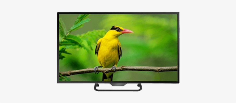 Linnex Full Hd Eled 24” - Bird, transparent png