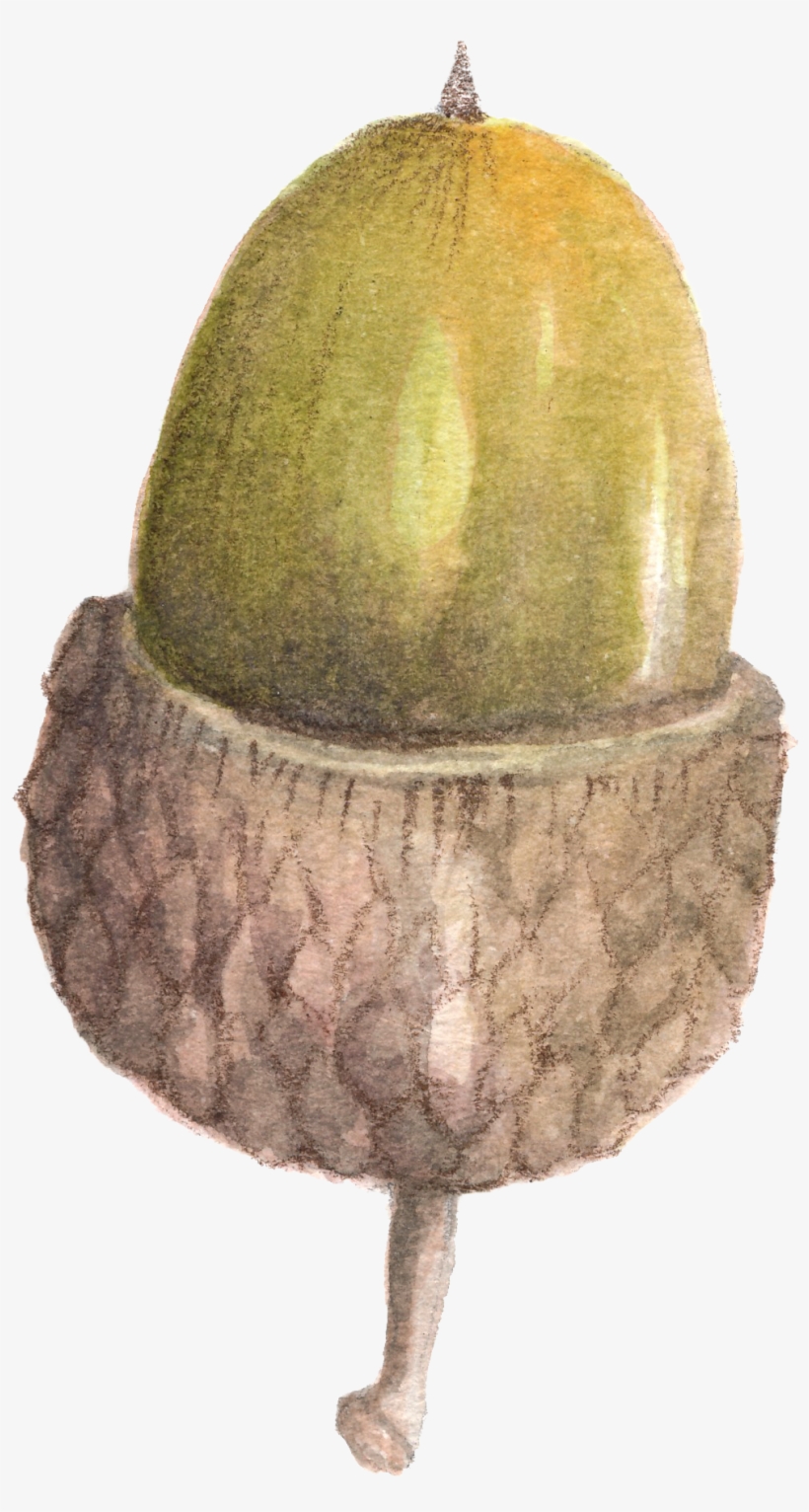 Nutty Water Color Son Is A Lovely Png - Portable Network Graphics, transparent png