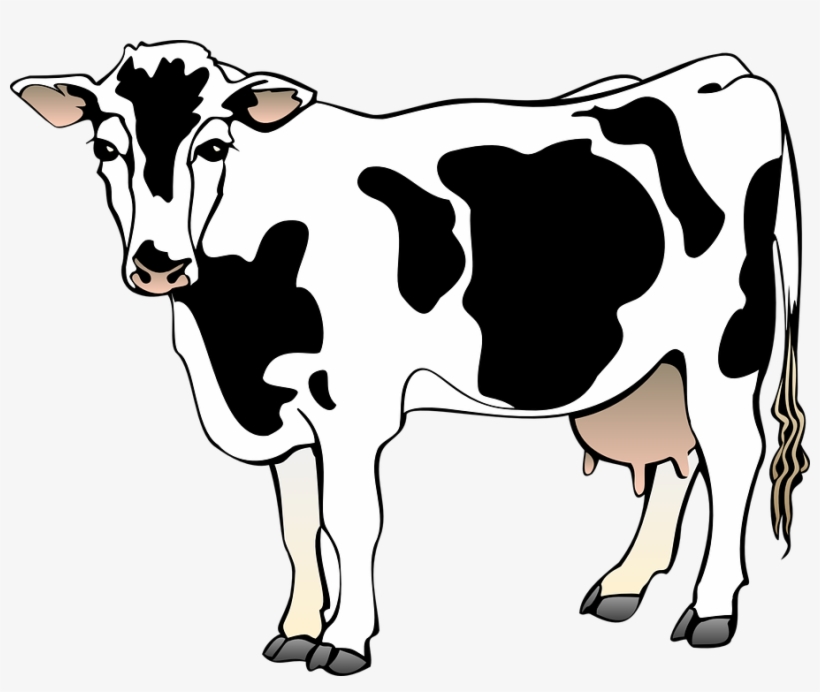 Dairy Cow Clip Art At Clker - Clipart Of A Cow, transparent png
