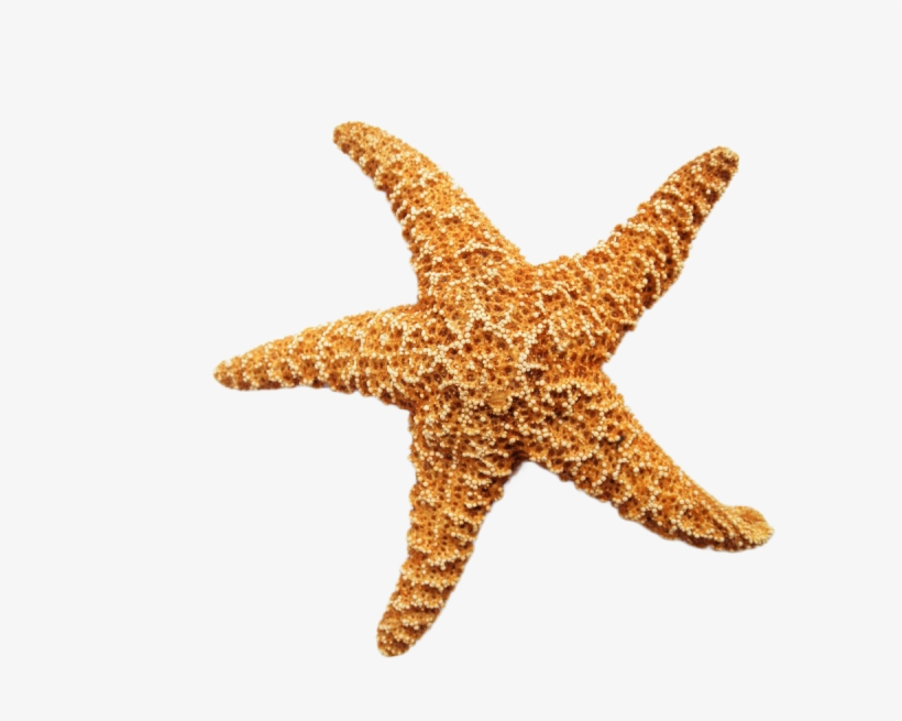 Starfish Dried Png Image - Advances In Natural Products Discovery, transparent png