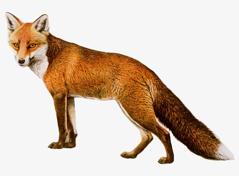 Free Png Fox Png Images Transparent - Fox, transparent png