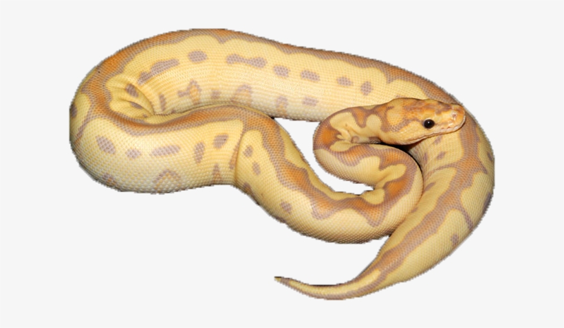 Bananaclown - Serpent, transparent png