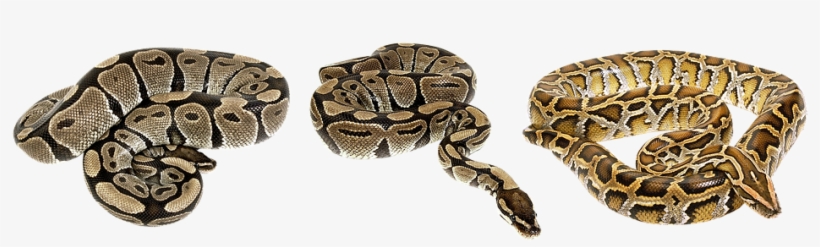 Animal Png - Serpent Of 6 - Mass Market, transparent png