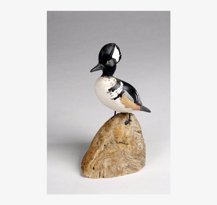 Hooded Merganser Duck From Yarmouth Town Libraries, - Bufflehead, transparent png