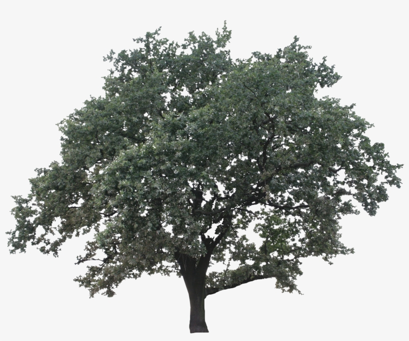 Live Oak Png - Drawing, transparent png