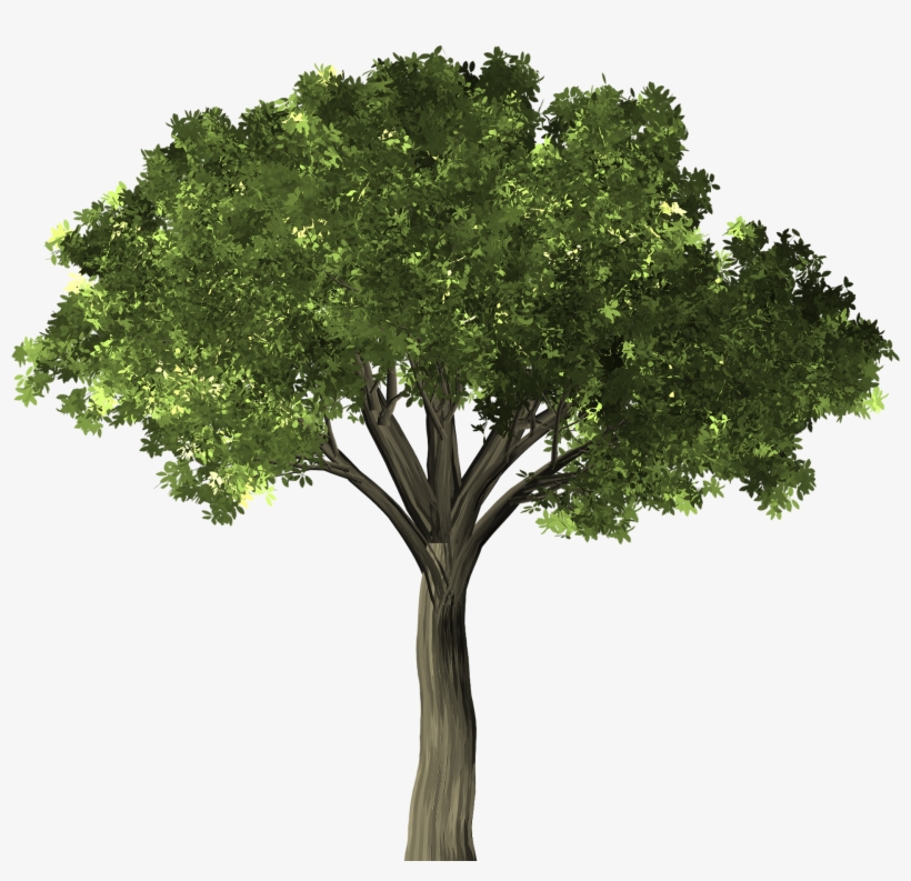 Dutch Elm Disease - Arbol Higuera Png, transparent png