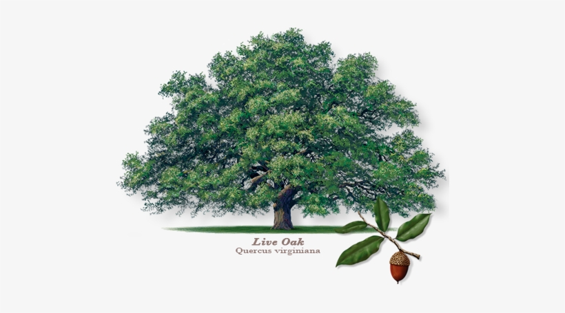 Bow Obrien Liveoak 2 - Live Oak, transparent png