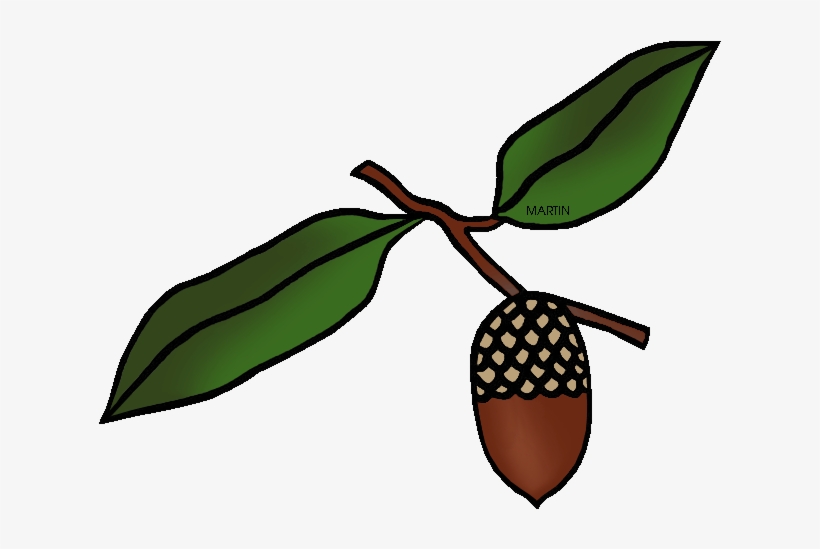 Georgia State Tree, transparent png