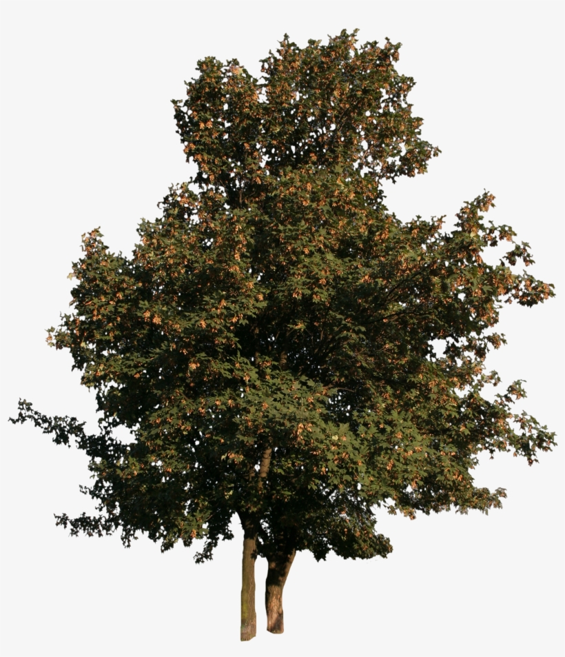 2d Trees - Tree Cut Out Png - 2304x2647 PNG Download - PNGkit