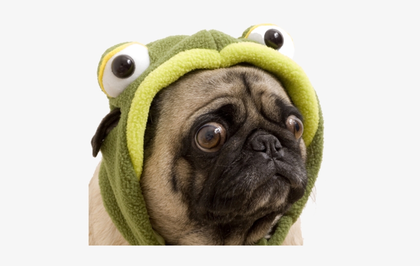 Join The Doghouse, & Enjoy Our Fabulous Emoji - Sad Dogs In Costumes, transparent png
