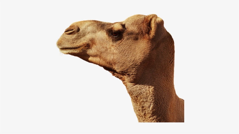Portrait, transparent png