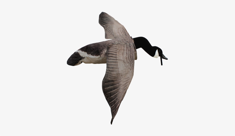 Deck Boss Flying Canada Goose Decoy - White Rock Decoys Deck Boss Flying Canada Goose Decoy, transparent png