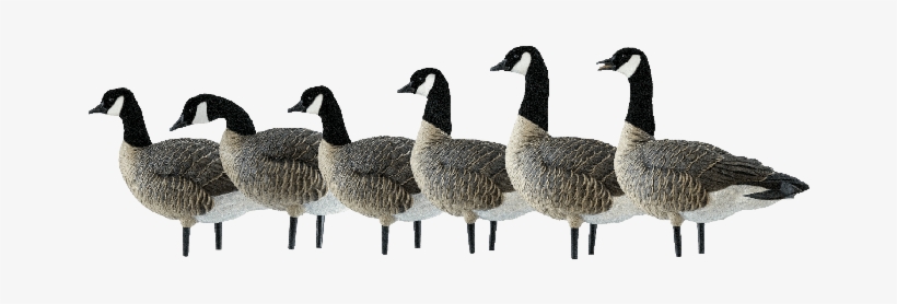 Premium Decoys - Avian-x Axp Outfitter Lesser 12 Pack, transparent png