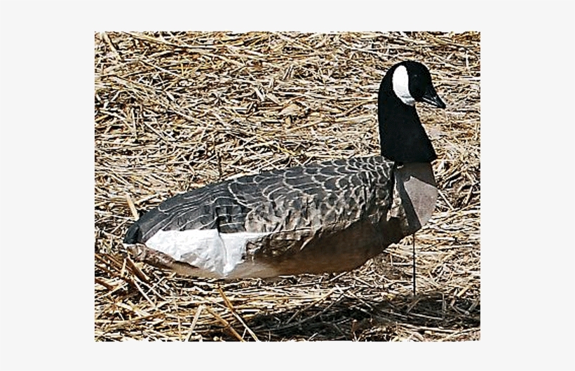 Sillosocks 3d Sentry Canada Goose Decoys, 12 Pack Sillosocks Windsock