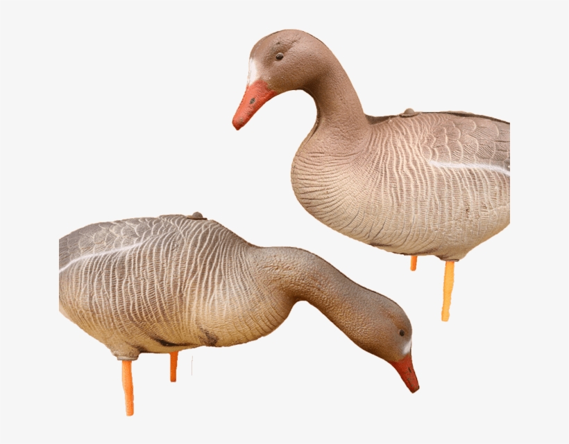 Specklebelly Goose Decoys - Goose, transparent png