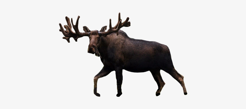 Vector Download Gdt Gm Boston Bruins Vancouver Canucks - Transparent Moose, transparent png