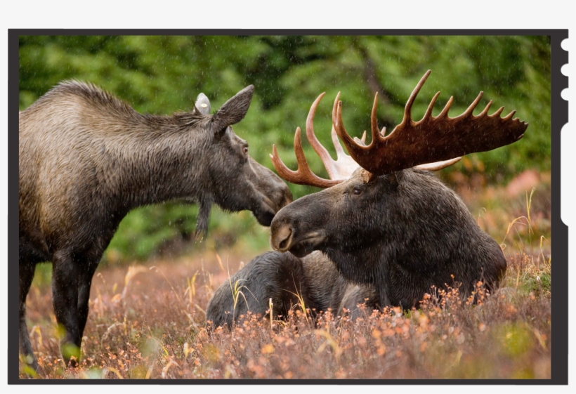 Although Generally Slow-moving And Sedentary, Moose - Moose In Alaska, transparent png
