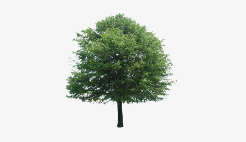 Catford Street Trees - Tree Entourage, transparent png