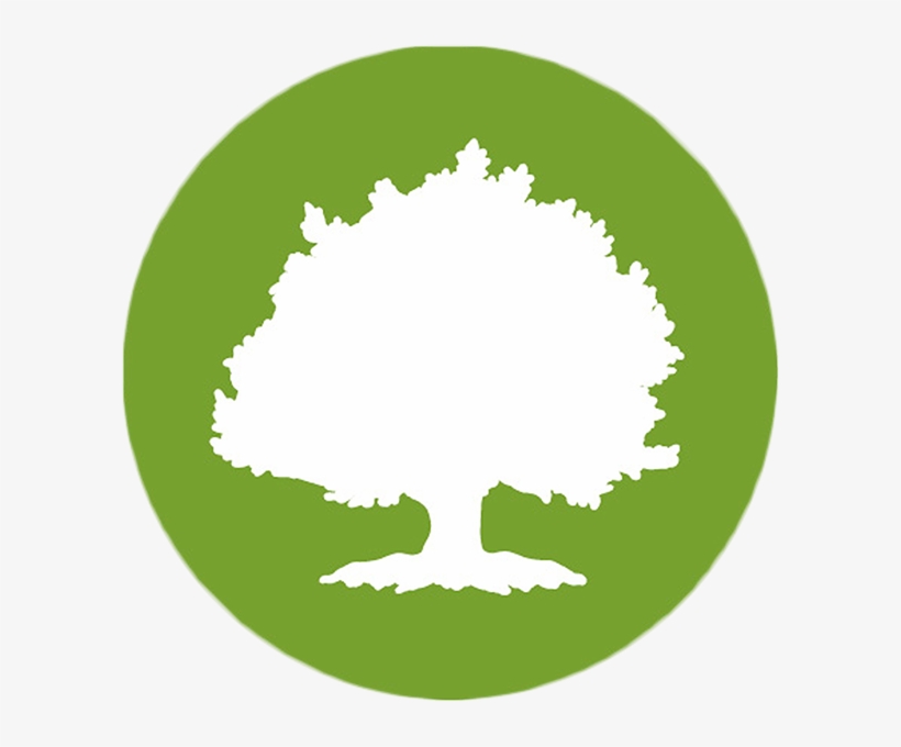Large Tree - Oak Street Health Logo, transparent png