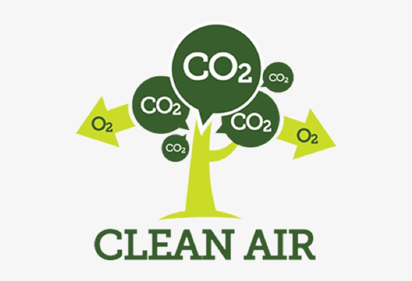 Studies Show That Trees Absorb Large Amounts Of Potentially, transparent png