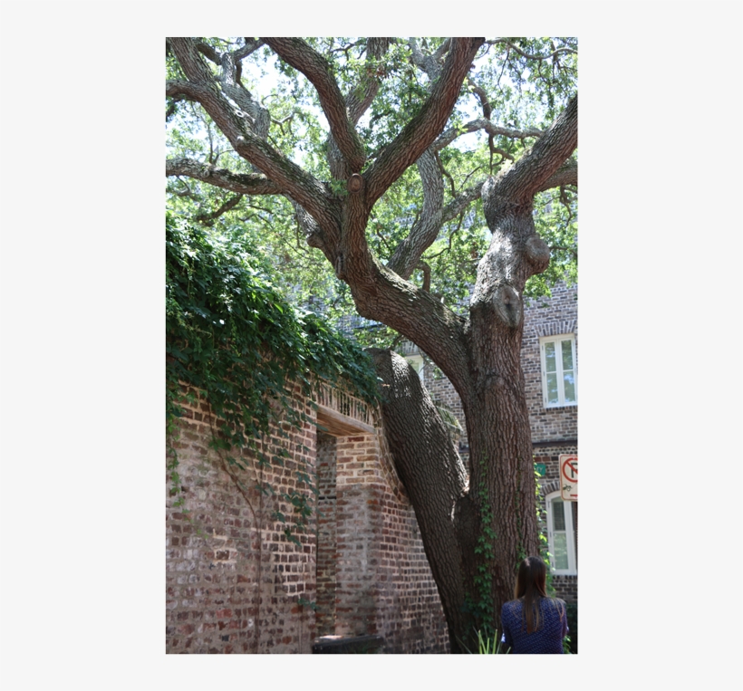 Elliott Street Oak Tree - Oak, transparent png