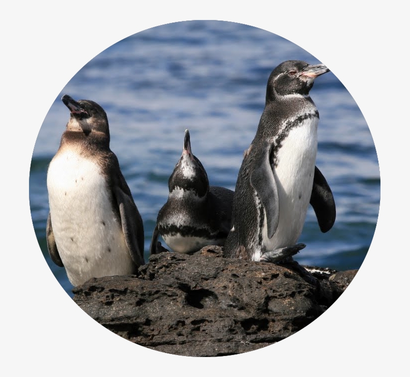 Galápagos Penguins - Galápagos Islands, transparent png