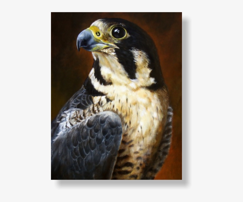 Acrylics On Mdf Panel, Cm - Peregrine Falcon - A Proud Bird Of Prey Card, transparent png