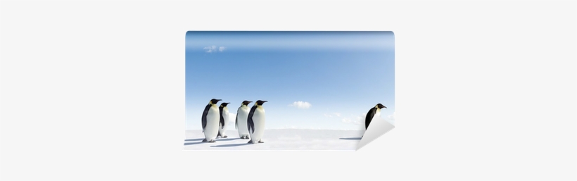 Emperor Penguin Rejected By Other Penguins Wall Mural - Fomo Penguin, transparent png