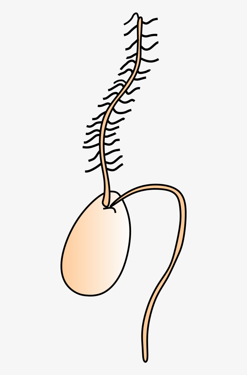 Zoospore, transparent png
