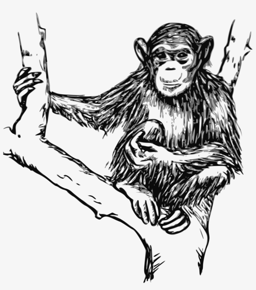 Chimpanzee Drawing At Getdrawings - Chimpanzee Clipart Black And White, transparent png